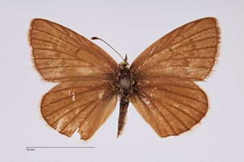 Vorschaubild Polyommatus alcestis Zerny, 1932